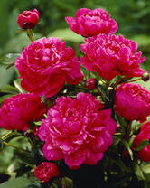 Без бренда «2KMB-4036» в Саратове