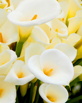 Без бренда «Белые каллы» в Саратове