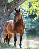 Без бренда «Лошадь у дерева» в Саратове
