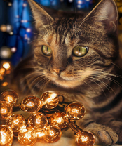 Без бренда «2KXSB-0678» в Саратове