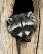 Без бренда «Енот в дупле» в Саратове