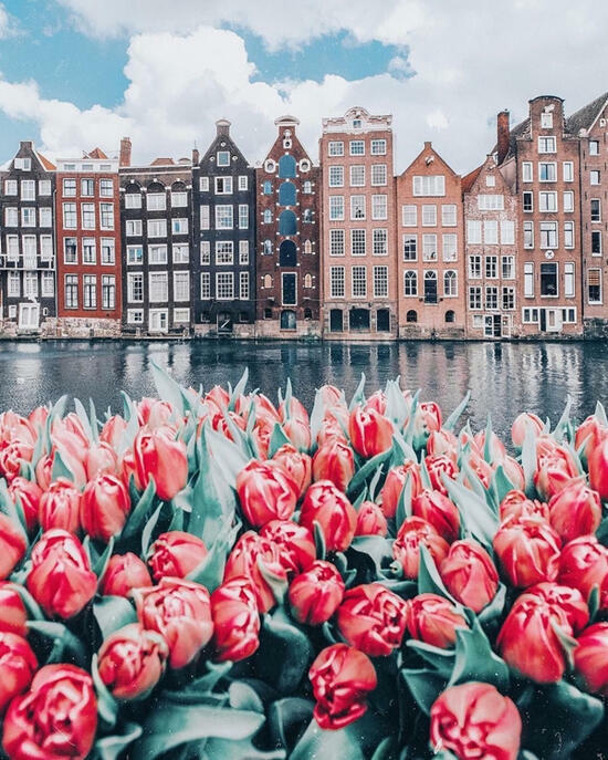 Картина по номерам 40x50 Клумба розовых тюльпанов и вид на красивый город