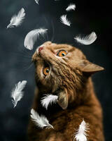 Без бренда «Кот среди перышек» в Саратове