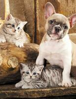 Без бренда «Милый щенок французского бульдога и два котёнка» в Саратове