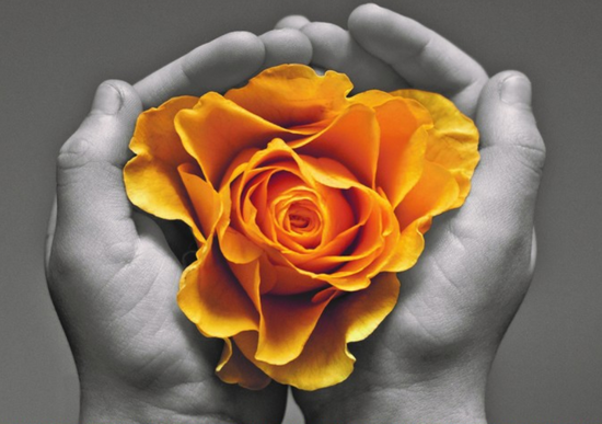 Алмазная мозаика 30x40 Оранжевая роза в руках