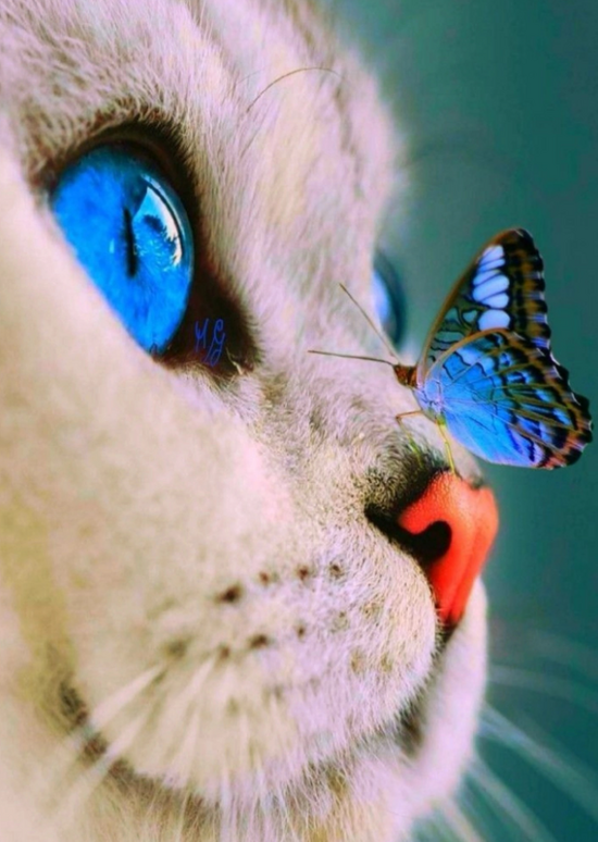 Алмазная мозаика 30x40 Голубоглазый котёнок с бабочкой на носу