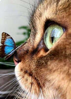 Без бренда «Котёнок с бабочкой на носу» в Саратове в интернет-магазине Без бренда «Котёнок с бабочкой на носу» в Саратове