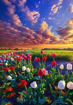 Без бренда «Поле тюльпанов под облачным небом» в Саратове